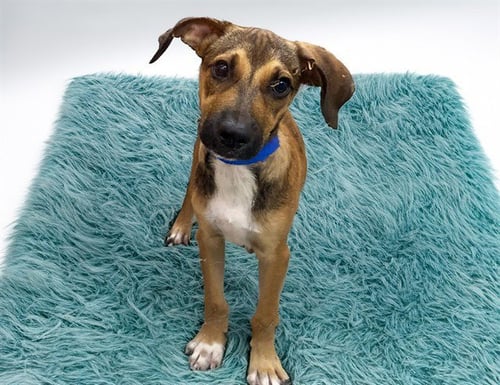 BO - Australian Kelpie available for adoption