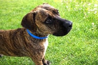 REX - Photo 1