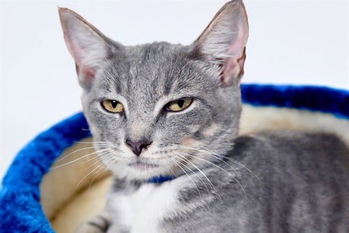 BATMAN - Domestic Short Hair available for adoption