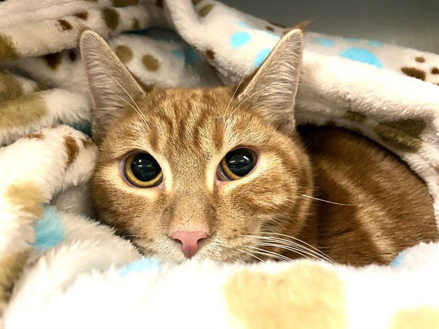 SIMBA - Domestic Short Hair available for adoption