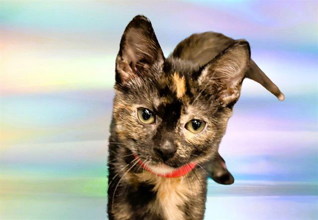 ELLE - Domestic Short Hair available for adoption