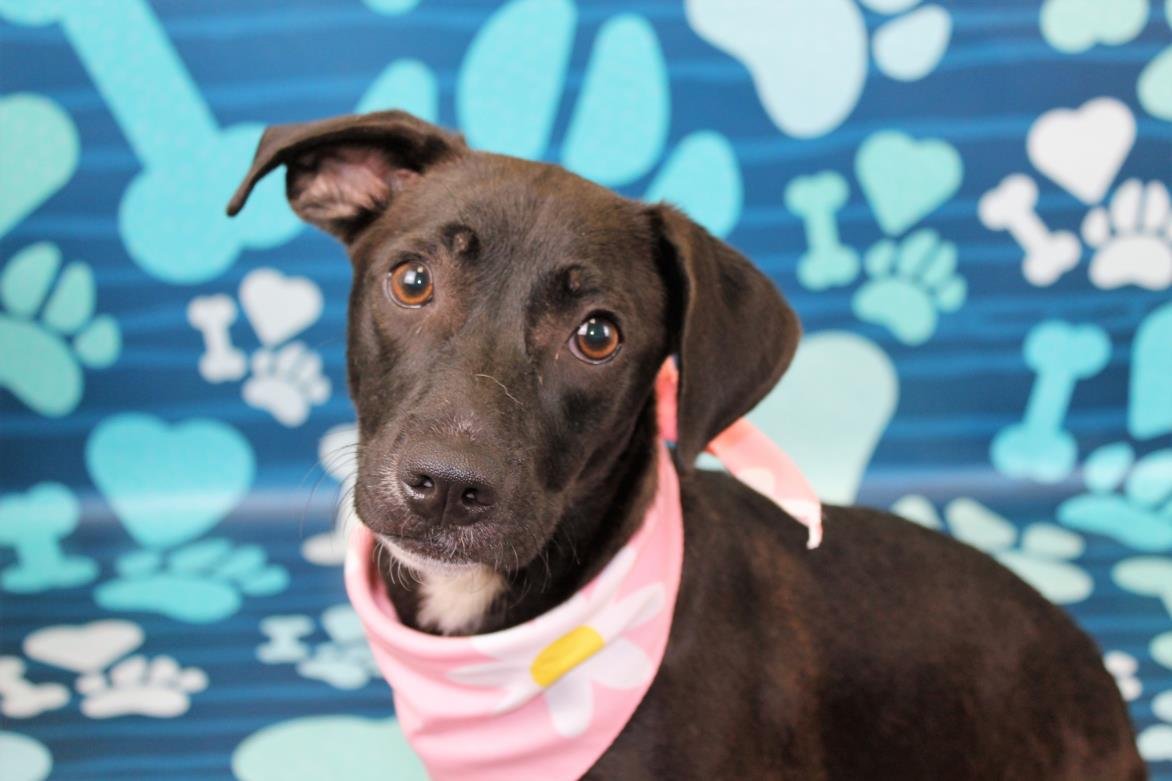 PARU - Labrador Retriever available for adoption