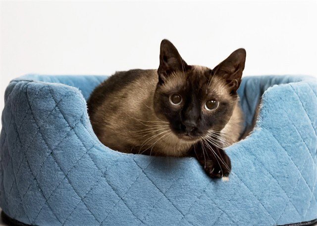 MR.MEOWGEE Image