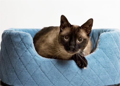 MR.MEOWGEE - Siamese available for adoption