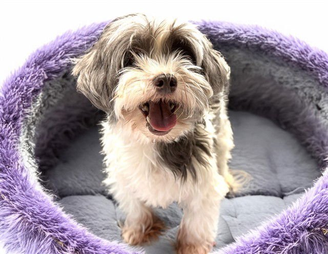 BELLA - Havanese available for adoption