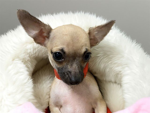 ITSEL - Chihuahua available for adoption
