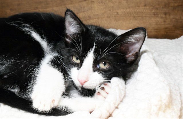 GREG - Domestic Short Hair available for adoption