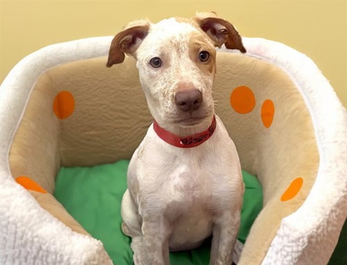 BULLSEYE - Pointer available for adoption