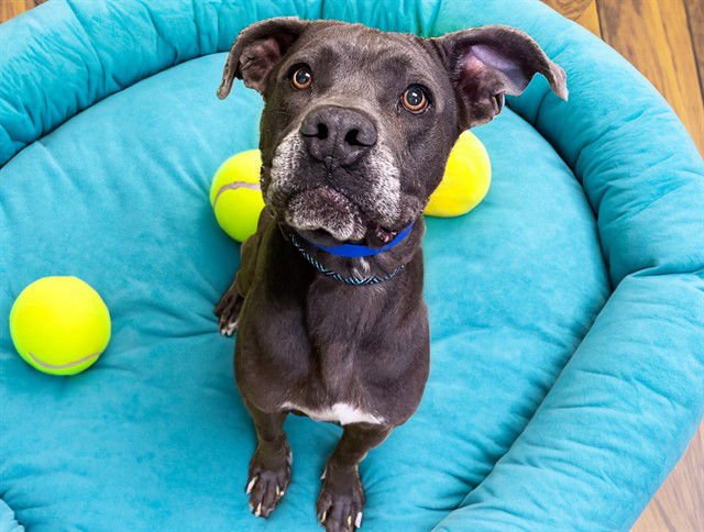HUCK - American Staffordshire Terrier for adoption in Hollywood