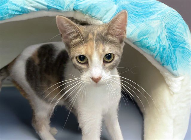 ARIELLE - Domestic Short Hair available for adoption