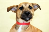 CANELA - Photo 1