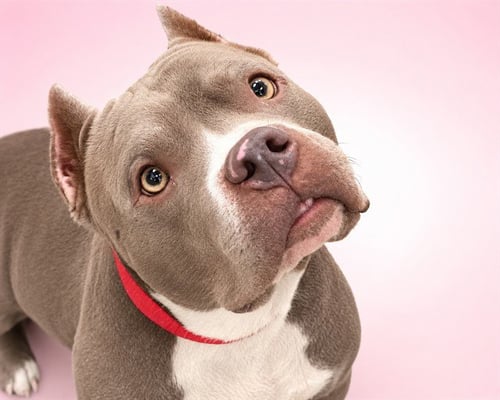 SKAI - American Pit Bull Terrier available for adoption
