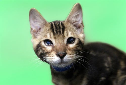 ECHO - Bengal available for adoption