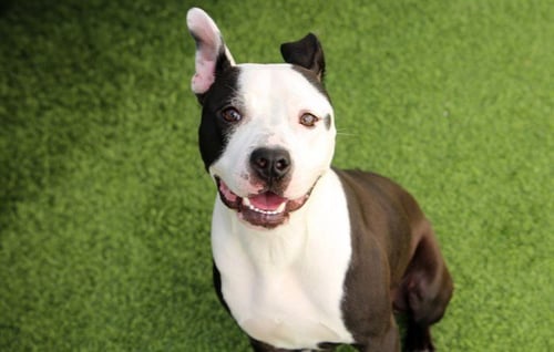 VIOLET - American Staffordshire Terrier available for adoption