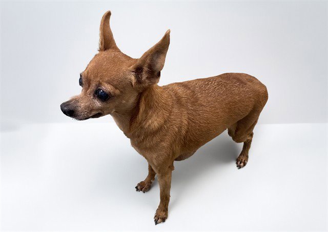 CINNAMON TOAST Image