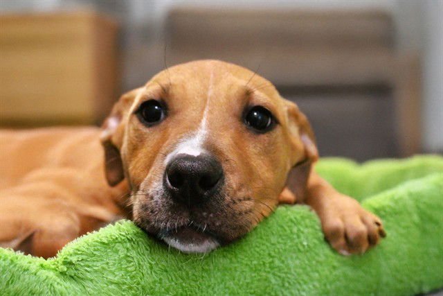 FREY - Labrador Retriever available for adoption