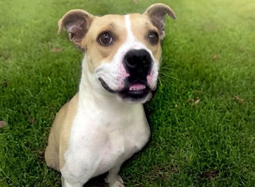 BLOSSOM - Boxer available for adoption
