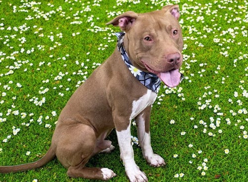 MYKO - Staffordshire Bull Terrier available for adoption