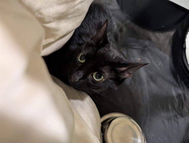 MILLIE - Domestic Short Hair available for adoption