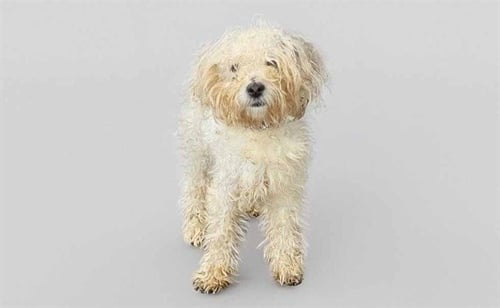 STRAY NOT AVAILABLE - Maltese available for adoption