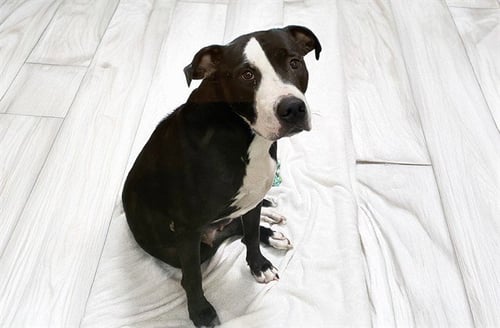 BETH - American Staffordshire Terrier available for adoption