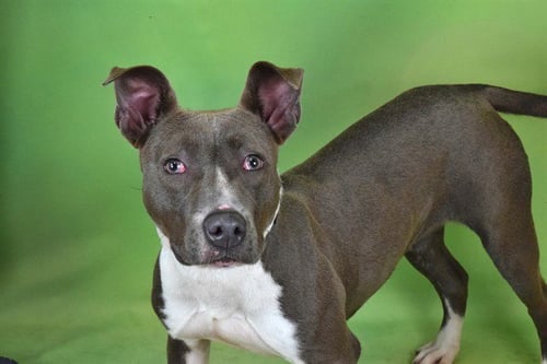 LUNA - American Pit Bull Terrier available for adoption