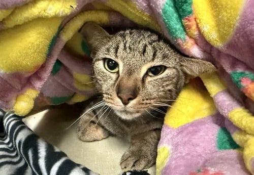 BENNY - Domestic Short Hair available for adoption