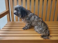 STRAY NOT AVAILABLE - Photo 1