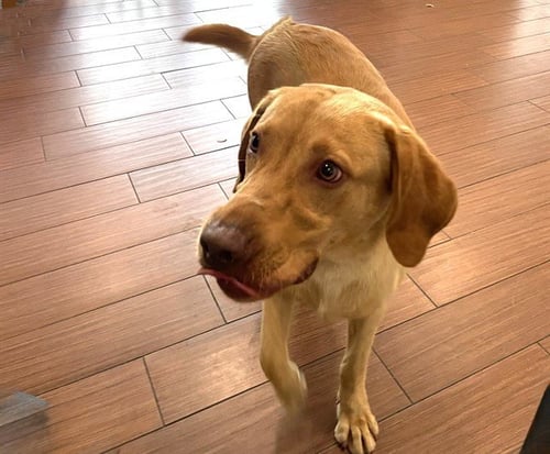 DUMBO - Labrador Retriever available for adoption