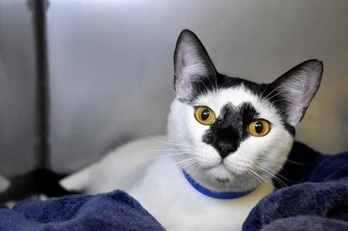 LUFFY - Domestic Short Hair for adoption in Hollywood