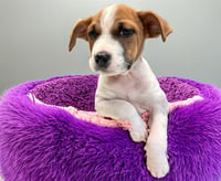TOOTSIE - Photo 1