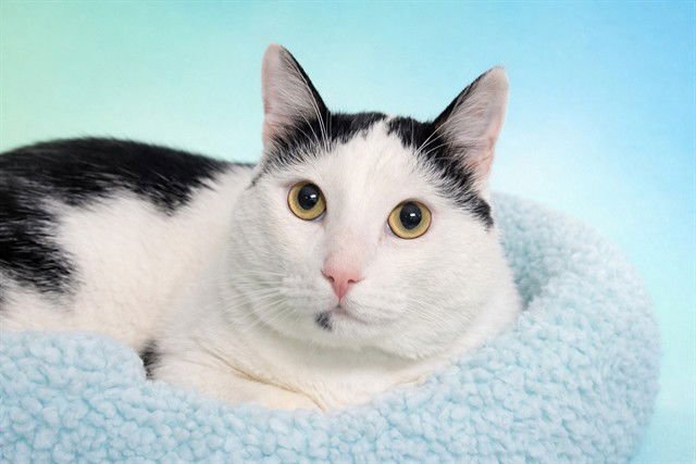 FOSTER - Domestic Short Hair available for adoption