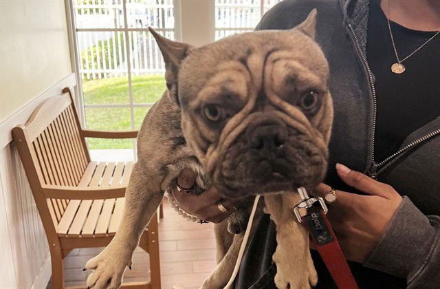FRANK - French Bulldog available for adoption