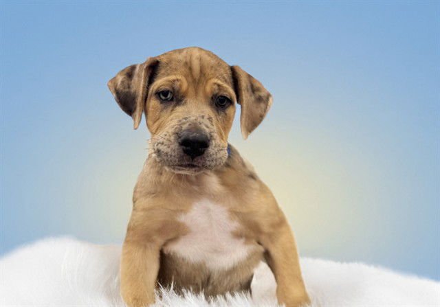 GEORGE - Labrador Retriever available for adoption