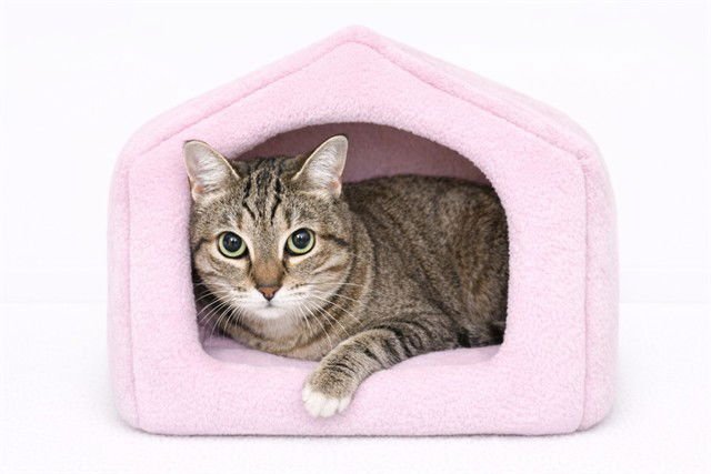 GIZMO - Domestic Short Hair available for adoption