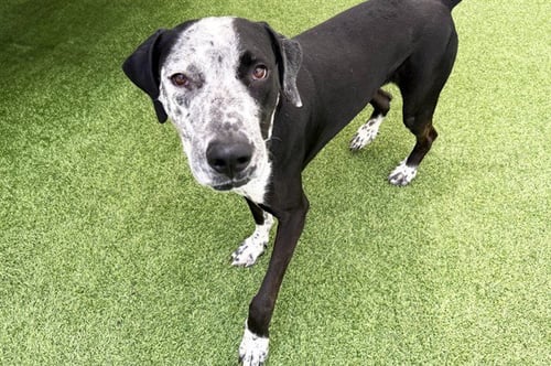 KODAK - Great Dane / Catahoula Leopard Dog available for adoption