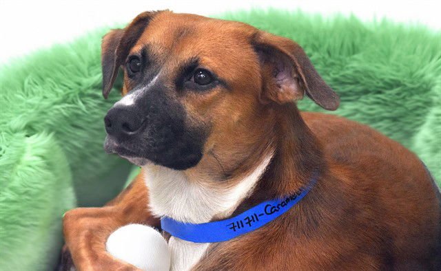 CARAMELO - Labrador Retriever available for adoption