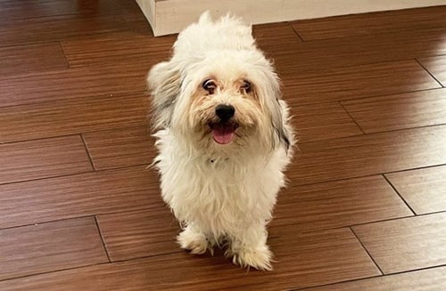 STRAY NOT AVAILABLE - Havanese available for adoption