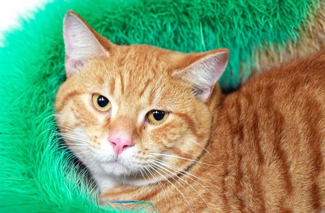 LOKI - Domestic Short Hair available for adoption