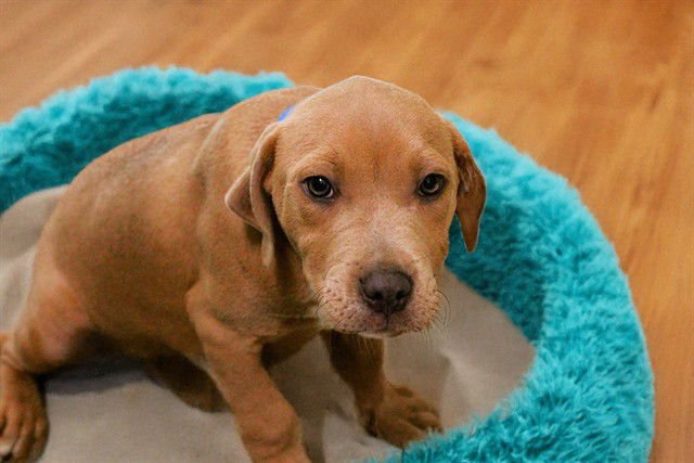 FLIX - Labrador Retriever available for adoption