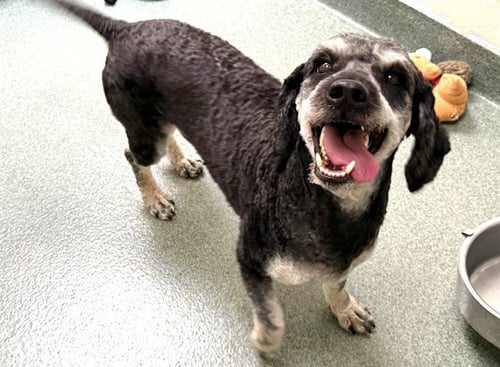 STRAY NOT AVAILABLE - Labrador Retriever / Poodle (Miniature) available for adoption