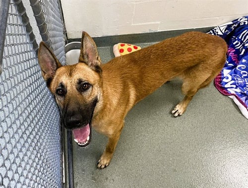 STRAY NOT AVAILABLE - German Shepherd Dog available for adoption
