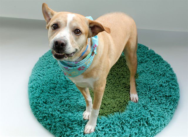 RIVER - Labrador Retriever available for adoption