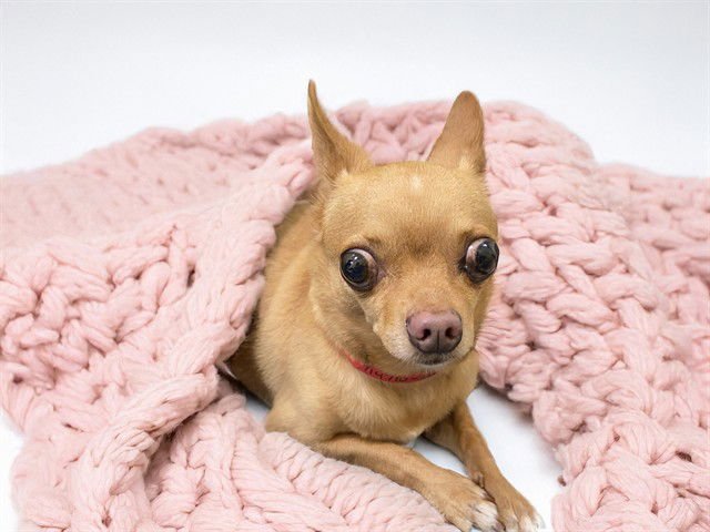 BELLA - Chihuahua available for adoption