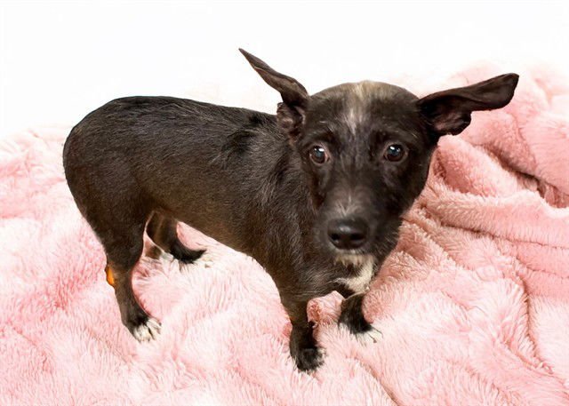 POPPY - Scottish Terrier Scottie available for adoption