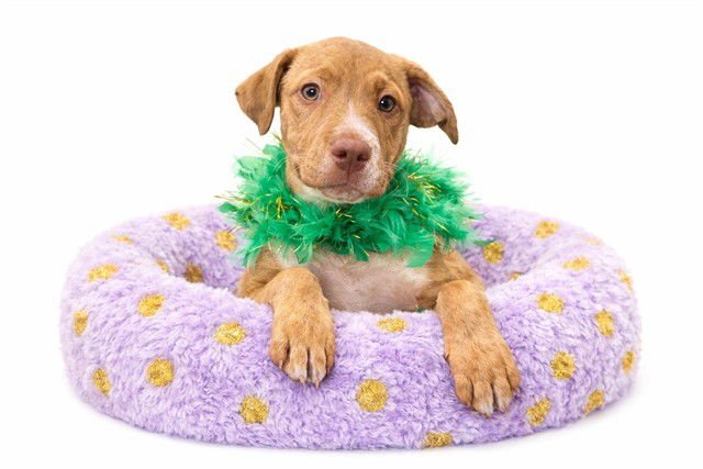 GEORGIA - Labrador Retriever available for adoption