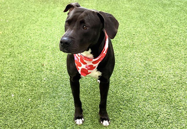 DIAMOND - Labrador Retriever available for adoption