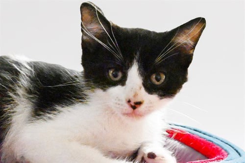 NATHAN - Domestic Short Hair available for adoption