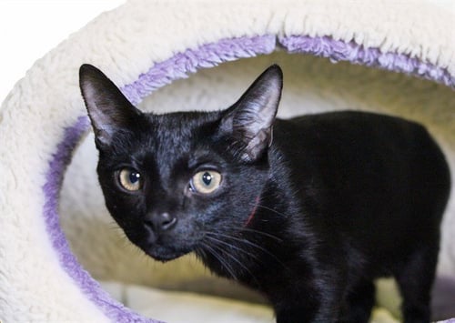 SABRINA - Domestic Short Hair available for adoption