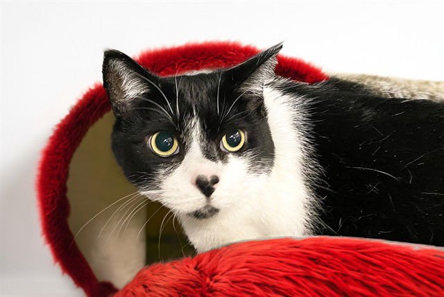 SWISS - Domestic Short Hair available for adoption